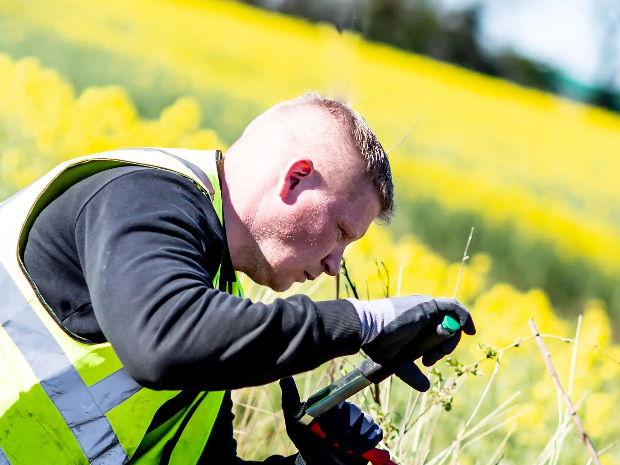 Daniel Ahrens in Warnweste und Arbeitshandschuhen beugt sich mit einem Prüfgerät nach vorn, hinter ihm ein blühendes Rapsfeld